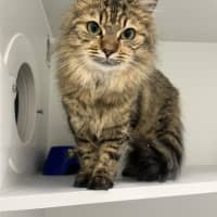 Photo of Cadbury