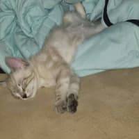 Photo of Marble