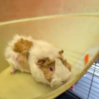 Photo of Wasabi