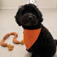 Photo of Schmidt (Assisted Rehome)