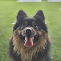 Photo of Milo