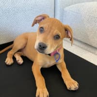 Photo of Kandi   10 Week Old Staffy X Beagle (Trial)