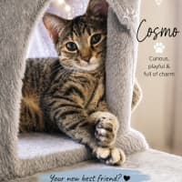 Photo of Cosmo