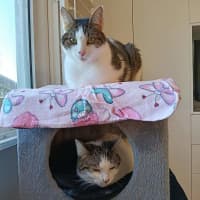 Photo of Pinkie