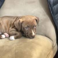 Photo of Molly
