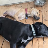 Photo of Mia   2 Year Old Kelpie X