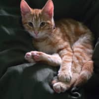 Photo of Thor