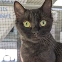 Photo of Misty