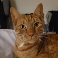 Photo of Pudding