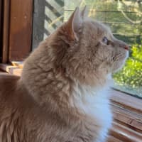 Photo of Ricardo Silvanus