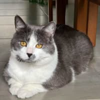 Photo of Don   In Foster Care In Mernda