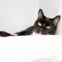 Photo of Beans Aka Sir Kittington