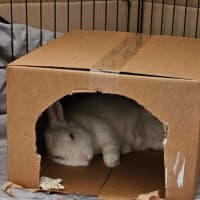 Photo of Fluffball Mc Gee