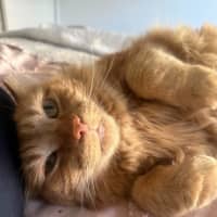 Photo of Gus   In Foster Care In Oak Park