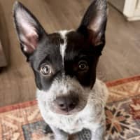 Photo of Bindi 💞🎾