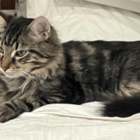 Photo of Shiraz & Cognac🍹