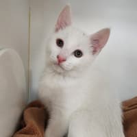 Photo of Avalanche, Frost And Snowy