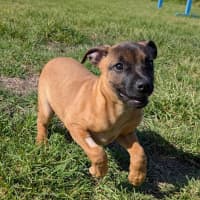 Photo of Cocoa