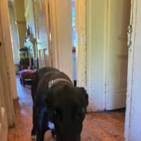 Photo of Bree, The Cat Friendly Greyhound