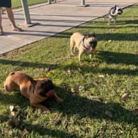 Photo of Buckley   3 Year Old French Bulldog