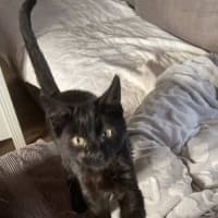 Photo of Pickles