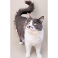 Photo of 14316   Miss Fluff Ington