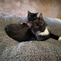 Photo of Nibbles & Moth