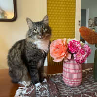 Photo of Freddy   In Foster Care In Preston