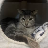 Photo of Zelda