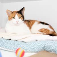 Photo of Peach
