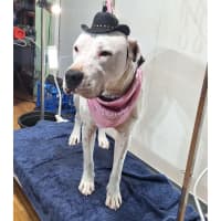 Photo of Bella