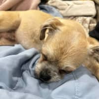 Photo of Otis   7 Year Old Brussels Griffon