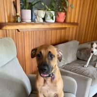 Photo of Ellie   6 Month Old Great Dane X Ridgeback