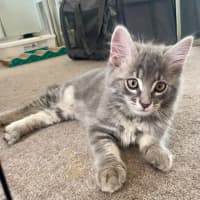 Photo of Marshmallow