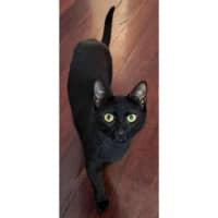 Photo of 11871   Kali