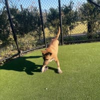 Photo of Coco Imp 1364