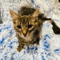 Photo of 12064   Waffles