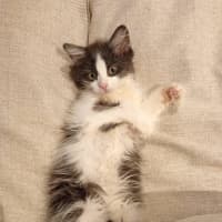 Photo of Biscuit, Oreo And Cookie