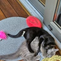 Photo of Jag ** 2nd Chance Cat Rescue **