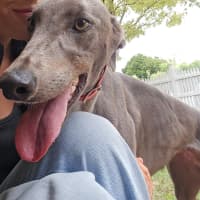 Photo of Smokey
