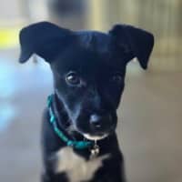 Photo of Pepper