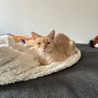 Photo of Flik