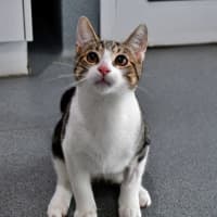 Photo of Talon