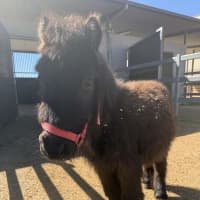 Photo of Peanut