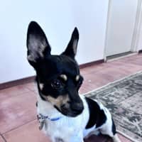 Photo of Spot