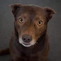 Photo of Pippa
