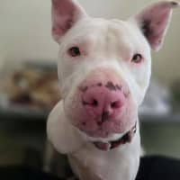 Photo of Casper