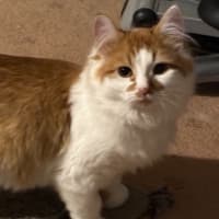 Photo of Simba