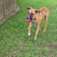 Photo of Teddy   6 Month Old Mastiff X