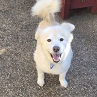 Photo of Ghost & Zeke   9&7 Yo Spitz & Dachshund